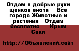Отдам в добрые руки щенков енота. - Все города Животные и растения » Отдам бесплатно   . Крым,Саки